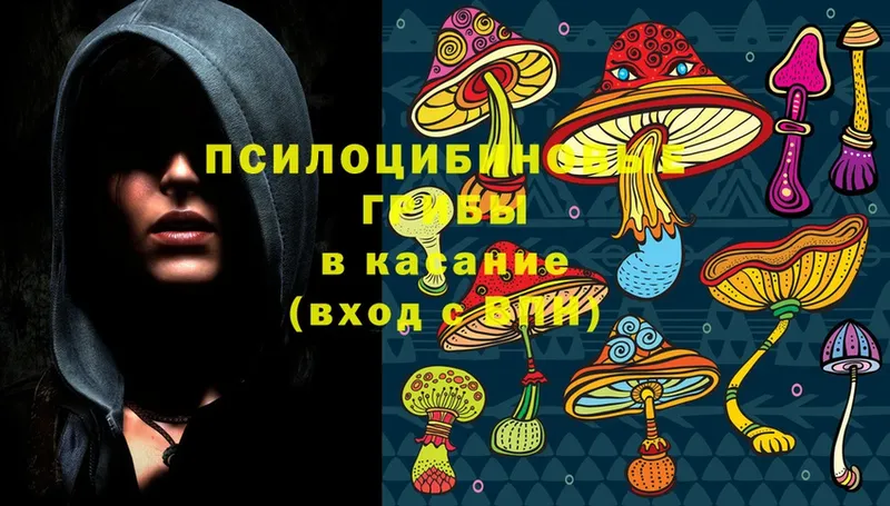 дарк нет телеграм  Ковдор  Галлюциногенные грибы Magic Shrooms 